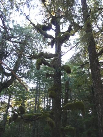 Clara Northwood Inspiration through majestic trees